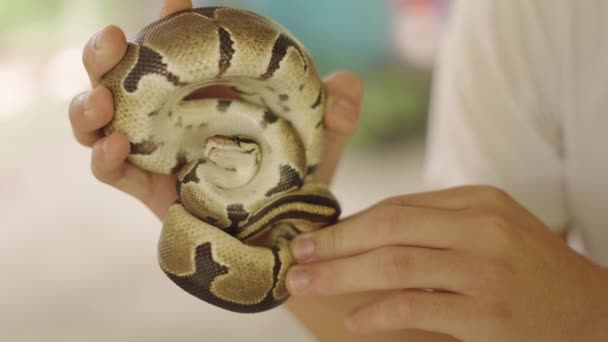 Malá Stočená Koule Python Rukou Člověka Prst Dotýkající Hadí Hlava — Stock video