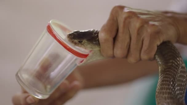 Κοντινά Χέρια Ανθρώπου Κρατώντας Δηλητηριώδη Φίδι Naja Κόμπρα Και Την — Αρχείο Βίντεο