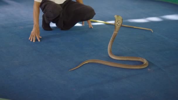 Spettacolo Thailandese Con Naja Monocled Cobra Snake Sull Arena Blu — Video Stock