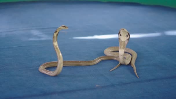 Doi Șerpi Otrăvitori Naja Monocled Cobra Mochetă Arenă Albastru Țesătură — Videoclip de stoc