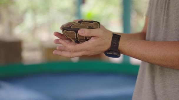 Tourist Hands Holding Small Curled Python Snake Mae Snake Farm — Αρχείο Βίντεο
