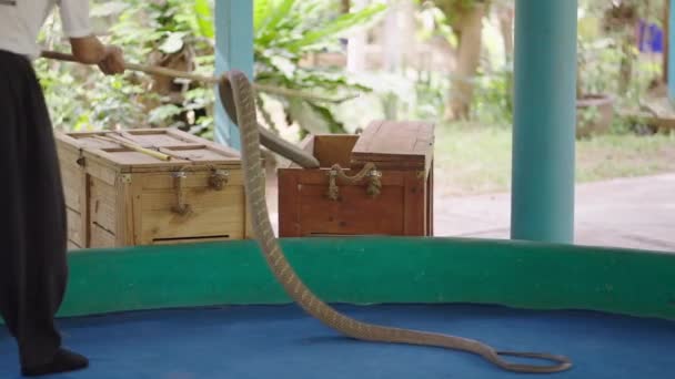 Manipulador Hombre Ponga Rey Cobra Serpiente Caja Madera Usando Palo — Vídeos de Stock
