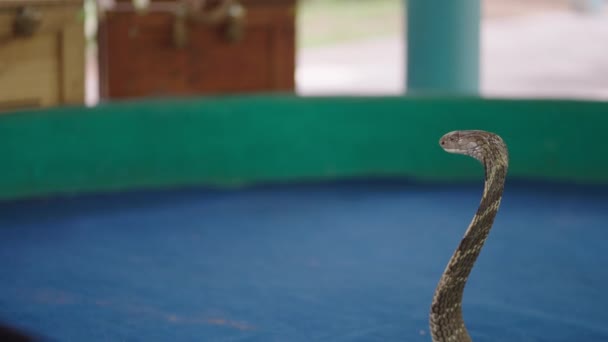 King Cobra Chiang Mai Show Snake Ophiophagus Hannah Atacando Pierna — Vídeos de Stock