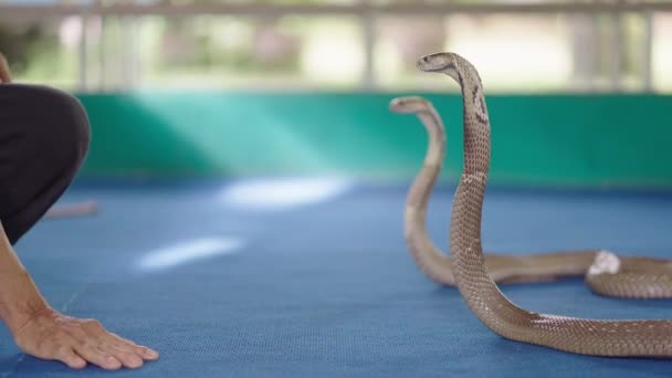 Chiang Mai Snake Show Ταϊλανδός Χειριστής Που Αγγίζει Κεφάλι Της — Αρχείο Βίντεο