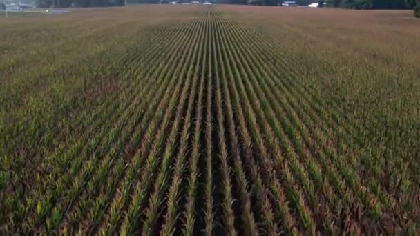 옥수수밭을 공중에서 내려다볼 수있다 농장에 줄지어 늘어선 옥수수 위에서 카메라가 — 비디오
