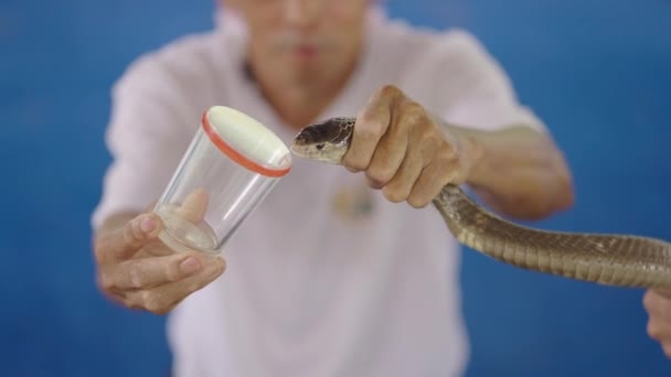 男性はガラスを噛むことを強いコブラヘビから毒を抽出し その毒が表示されます クローズアップ メーサスネークファームで電話での旅行者の撮影プロセス チェンマイ — ストック動画