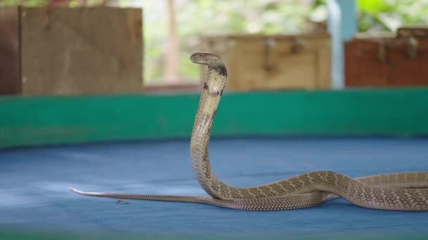 在泰国清迈的Mae Snake农场的竞技场表演中 眼镜蛇王呼吸特写 慢镜头 — 图库视频影像