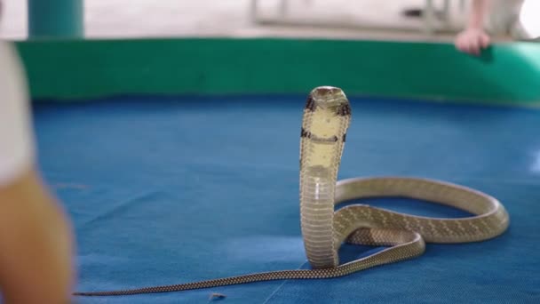 Big King Cobra Snake Piedi Con Costole Allargate Incappucciate Posa — Video Stock