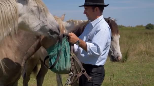 Kowboj Karmiący Konie Południowej Francji — Wideo stockowe