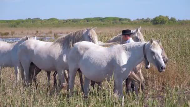 Kovboj Stojí Poli Svými Koňmi Camargue Francie — Stock video