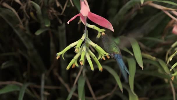 Svälj Tailed Kolibri Får Pollen Fastnat Huvudet — Stockvideo