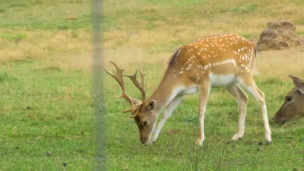 Fallow Deer Dama Dama Buck Big Horns Eating Lush Green — Stock Video