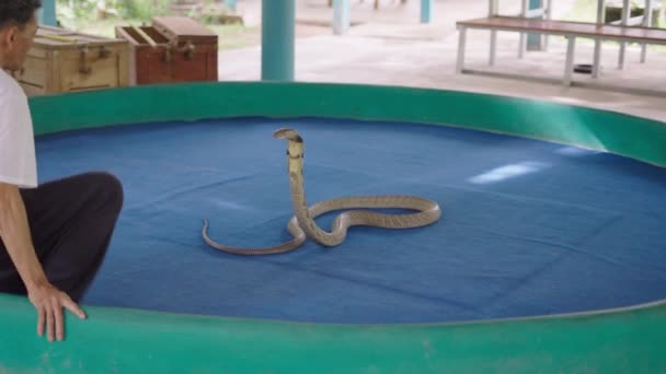 Incantatore Che Esibisce Con Serpente King Cobra Sul Palco Mae — Video Stock