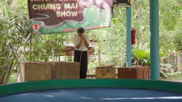 スティック付きのタイヘビのチャーマーは タイのチェンマイ県のMaetaengスネークファームでショーを開始する前に 木箱にヘビを扱います — ストック動画