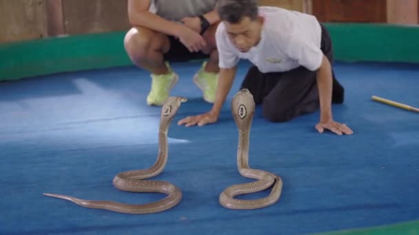 Chiang Mai Snake Show Manipulador Hombre Mostrando Turista Cómo Jugar — Vídeo de stock