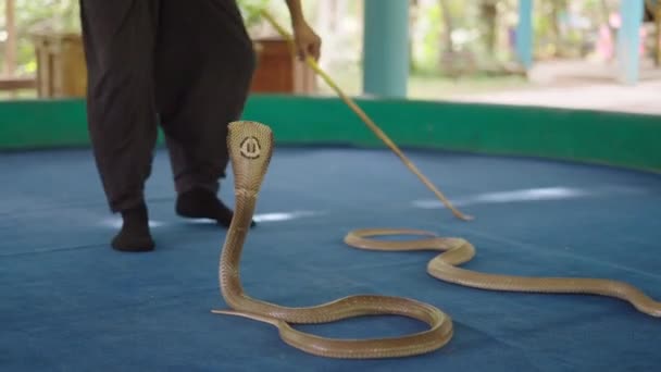 Oude Thaise Slangenbezweerder Treedt Met Twee Thaise Koningscobra Slangen Een — Stockvideo