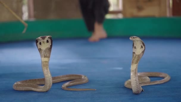 Slangenbezweerder Treedt Met Twee Thaise Koningscobra Slangen Die Staarten Aanraken — Stockvideo