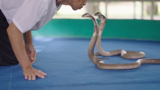 Senior Thai Snake Handler Besos Cabeza Rey Tailandés Cobra Serpiente — Vídeo de stock