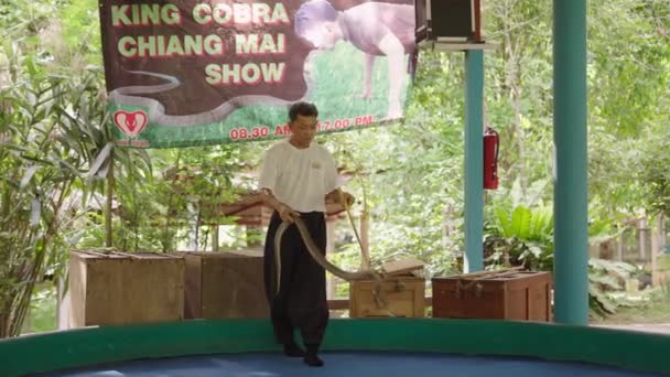 King Cobra Chiang Mai Show Thai Handler Take Thai Cobra — Stock Video