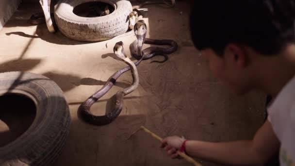 Thai Man Drawing Symbols Floor Front King Cobra Snakes Bar — Stock Video