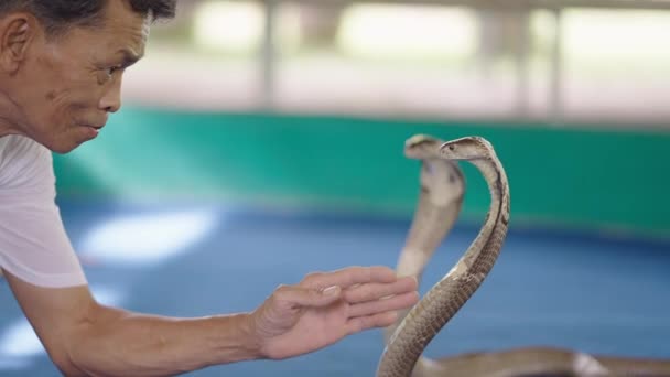 Manipulador Serpientes Tailandesa Mayor Rascando Cuello Serpiente Cobra Rey Tailandesa — Vídeos de Stock