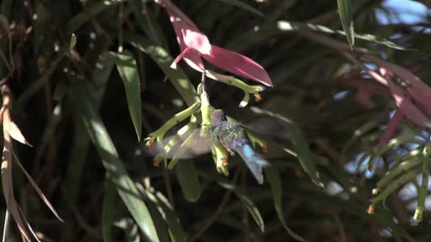 Ковтання Хвіст Колібрі Птахів Запилюючи Квітку Бромеліади — стокове відео