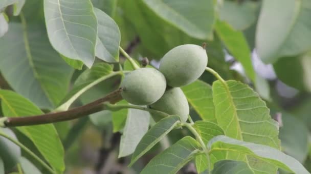 Μέτριο Κοντινό Πλάνο Τρία Πράσινα Καρύδια Που Φυτρώνουν Ένα Κλαδί — Αρχείο Βίντεο