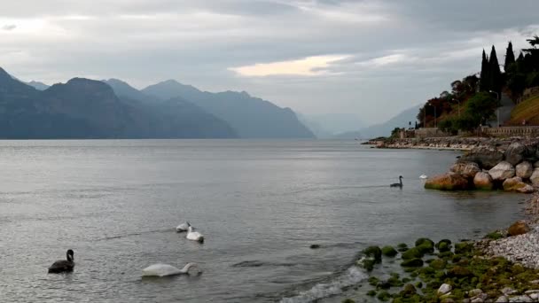Семья Лебедей Плавает Озере Гарда Италия Голубой Час После Заката — стоковое видео