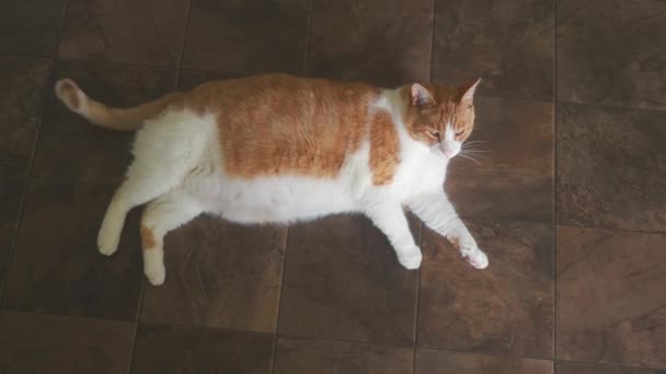 Duży Kot Leżący Podłodze Wewnątrz Domu — Wideo stockowe
