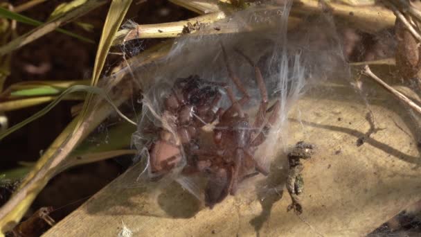 Enorme Drassodes Spider Mating Pair Een Gemeenschappelijke Zijde Cel Macro — Stockvideo