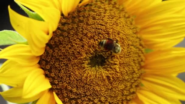 Крупный План Угрожающего Западного Медоносного Пчелы Собирающего Нектар Яркого Подсолнечника — стоковое видео