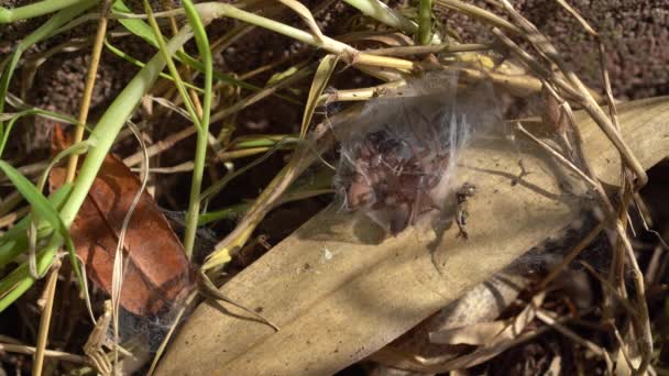 Makro Skott Par Drassodes Spindel Parningssäsongen Nest — Stockvideo