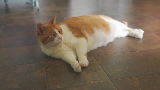 Duży Kot Leżący Podłodze Domu — Wideo stockowe
