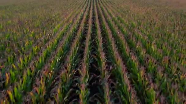 Alacsony Szögű Drón Kilátás Hosszú Sorok Kukoricaszárak Egy Napsütéses Napon — Stock videók