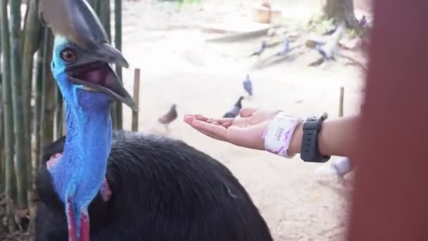 Tourist Hand Feeding Flightless Southern Cassowary Casuarius Casuarius Langkawi Wildlife — Stock Video