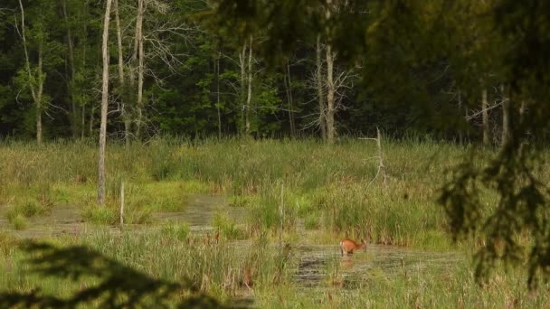 Biały Jeleń Brodzący Wodzie Bujnego Zielonego Bagna Wypasającego Się Roślinności — Wideo stockowe