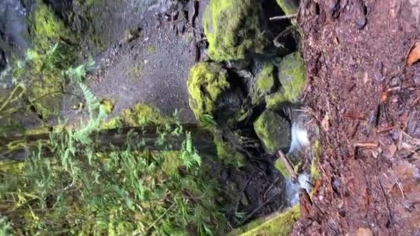 Ett Naturligt Vattenfall Storm King Olympic National Park Washington Vertikal — Stockvideo