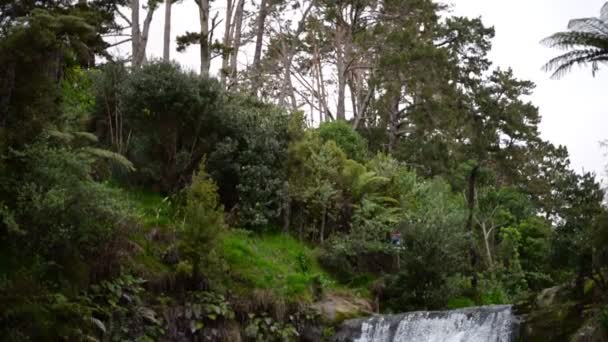 Oakley Creek Wasserfall Unter Üppigem Buschland Und Hohen Bäumen Ständige — Stockvideo