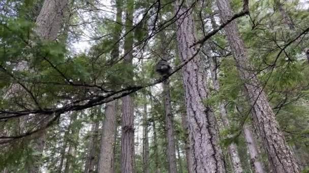 カナダジェイは背の高い森林の溝の松の木に腰掛け その後周りを見回す 交尾行動 — ストック動画