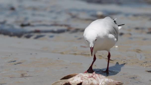 View White Seagull Jedzenie Martwe Ryby Sandy Beach Shore Australia — Wideo stockowe