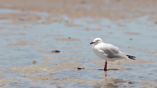 澳大利亚沙滩上的孤白海鸥在风中站立的4K海滩景观 — 图库视频影像