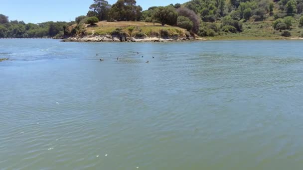 Navegar Por Rat Rock Island Bahía San Francisco Día Verano — Vídeo de stock