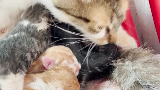 Крупный План Мамы Кошки Лизающей Новорожденного Котенка — стоковое видео