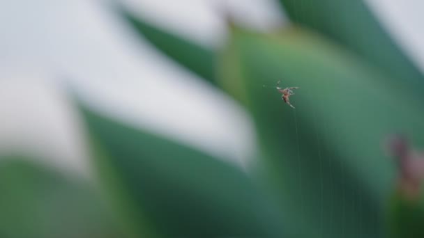 Nærbillede Lille Edderkop Spinning Web Langsom Bevægelse – Stock-video
