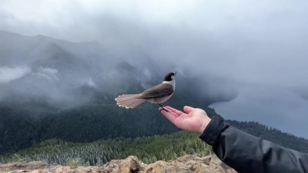 Meraklı Ama Vahşi Bir Kanada Jay Yiyecek Ilgi Için Yalvaran — Stok video