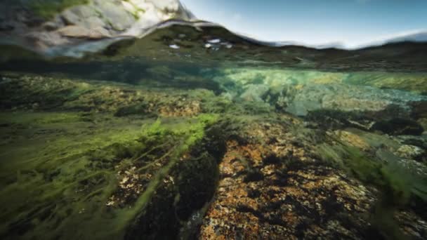 浅水中的一个过激镜头 杂草和海藻漂浮在晶莹清澈的水中 慢动作 — 图库视频影像