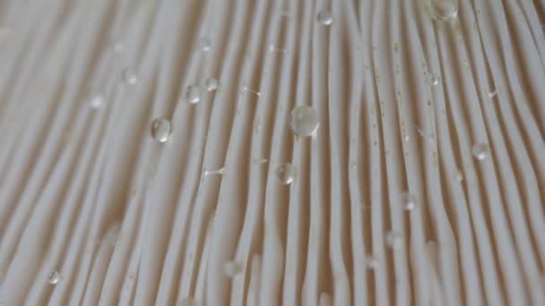 Extreme Close Mushroom White Gill Water Droplets Surface — Stock Video
