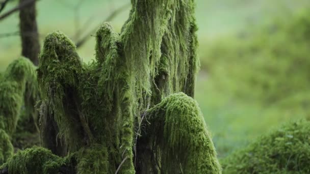 Eine Nahaufnahme Des Moosbedeckten Waldbodens Zeitlupe Verschwommener Hintergrund — Stockvideo