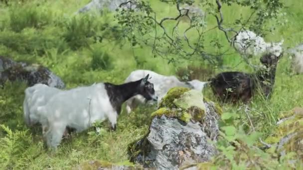 Flock Getter Som Betar Den Frodiga Gröna Betesmarken — Stockvideo