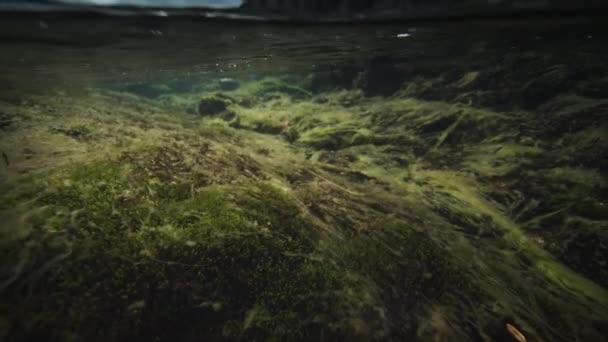 Nadzemní Záběr Mělkou Řeku Dně Plevel Mech Bubliny Stoupají Povrch — Stock video